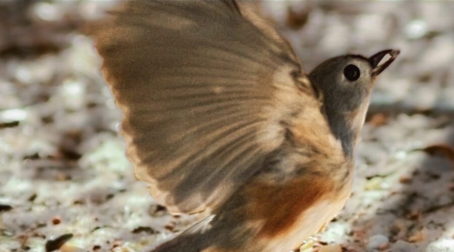 A little tufted titmouse grabs a piece of food off the ground and immediately starts to fly back up into the trees.