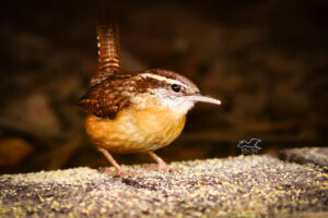 A Carolina wren inspects the area for food and danger.