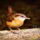 Carolina Wrens are Inquisitive, Interesting Little Birds