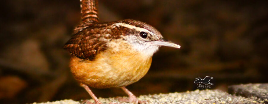 A Carolina wren inspects the area for food and danger.