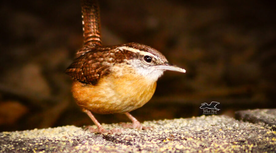 A Carolina wren inspects the area for food and danger.