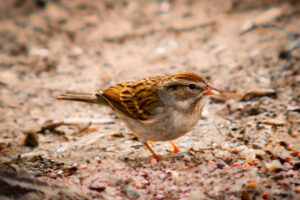 One of central Florida’s winter visitors, a chipping sparrow, helps itself to seeds at the feeding station.