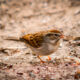 The Little Chipping Sparrows are Back in Florida