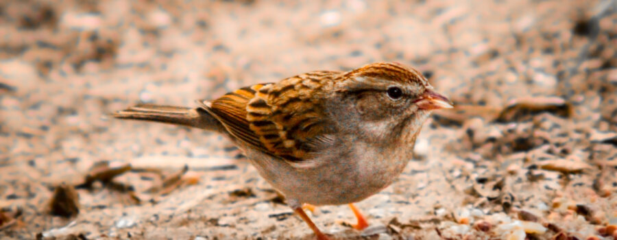 One of central Florida’s winter visitors, a chipping sparrow, helps itself to seeds at the feeding station.