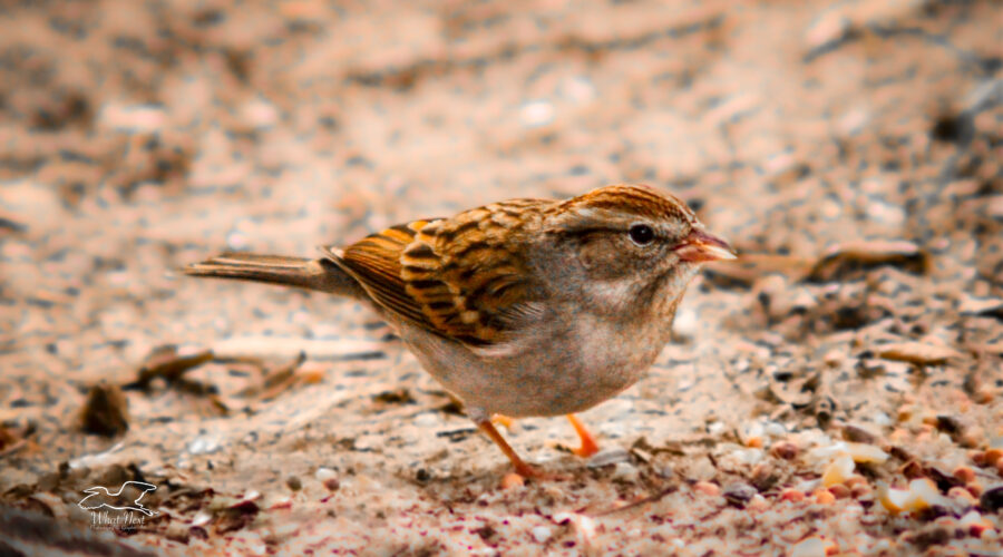 One of central Florida’s winter visitors, a chipping sparrow, helps itself to seeds at the feeding station.