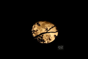 The last full moon of 2024 begins to wane, but can still be seen shining brightly between tree branches in the woods.