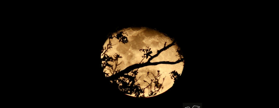 The last full moon of 2024 begins to wane, but can still be seen shining brightly between tree branches in the woods.