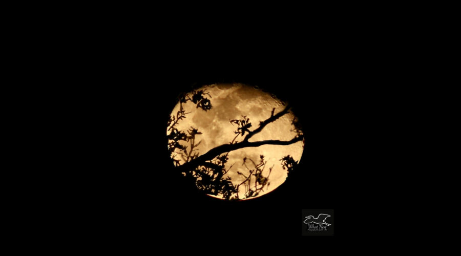 The last full moon of 2024 begins to wane, but can still be seen shining brightly between tree branches in the woods.