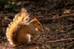 An eastern grey squirrel enjoys a snack on a sunlight morning.