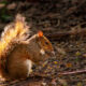 The Interesting Eastern Grey Squirrels Love Snacks