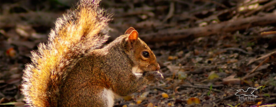 An eastern grey squirrel enjoys a snack on a sunlight morning.