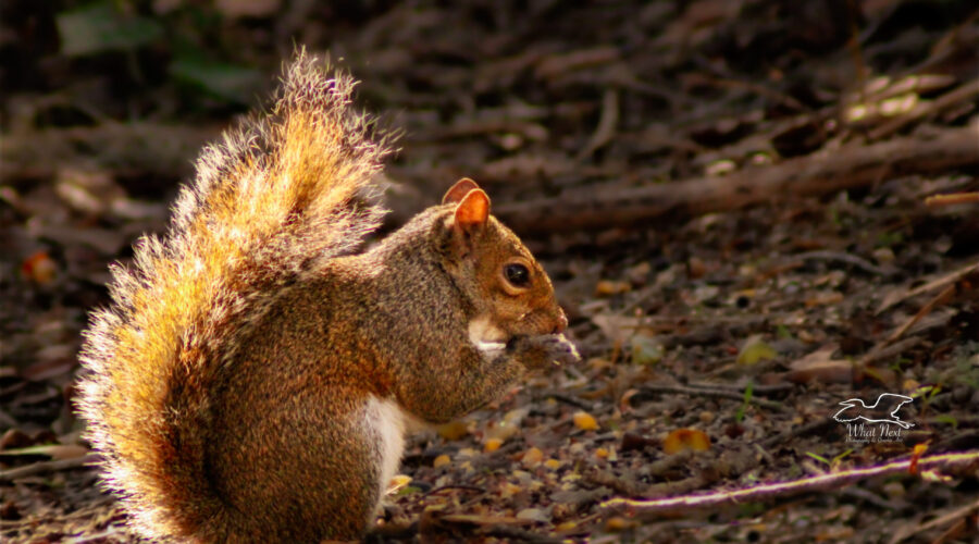 An eastern grey squirrel enjoys a snack on a sunlight morning.