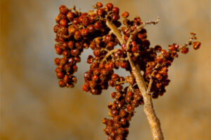 A bunch of berries hang from a winged sumac bush at the time of the winter solstice.