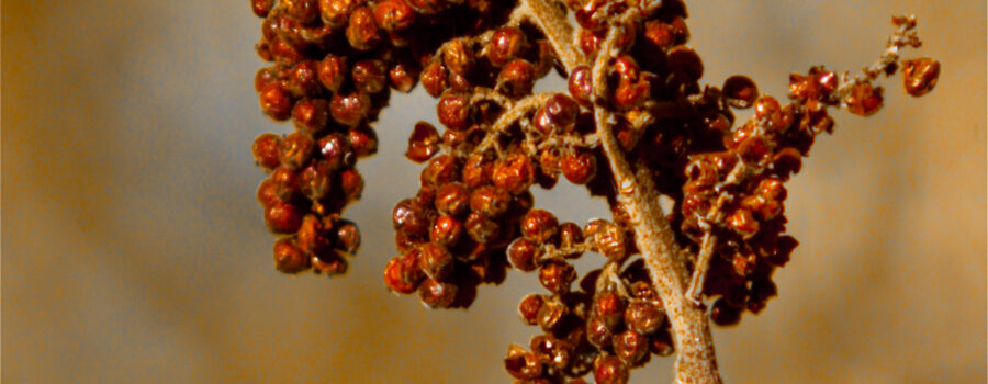 A bunch of berries hang from a winged sumac bush at the time of the winter solstice.