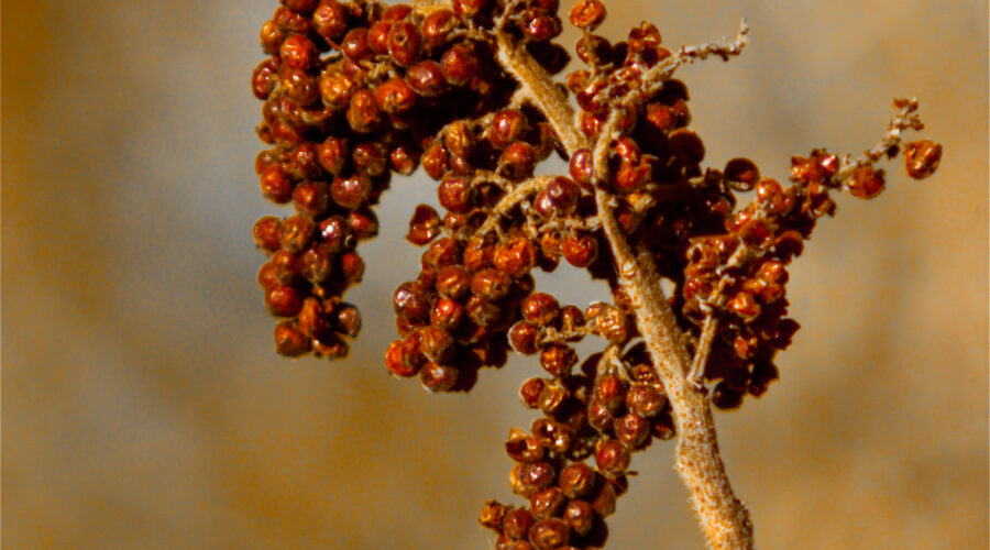 A bunch of berries hang from a winged sumac bush at the time of the winter solstice.