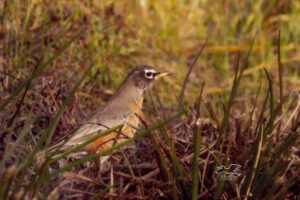 An American robin searches for insects alongside a central Florida road.