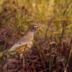 Colorful American Robins Make Very Long Migrations Twice a Year