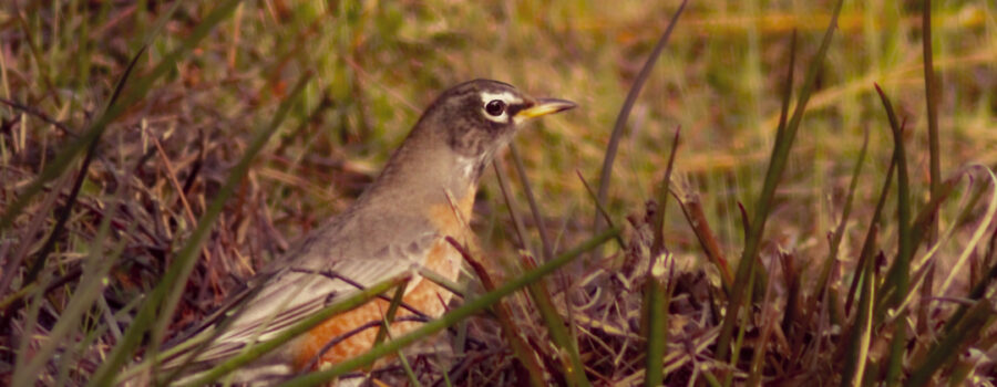 An American robin searches for insects alongside a central Florida road.