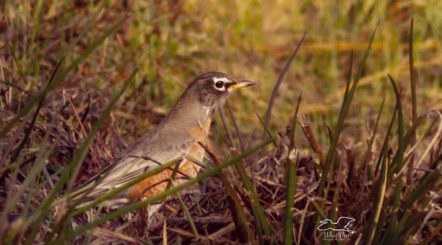 An American robin searches for insects alongside a central Florida road.