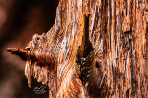 A old, long dead tree has its weathered texture enhanced by some artistic processing.