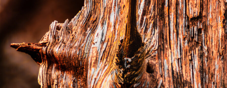 A old, long dead tree has its weathered texture enhanced by some artistic processing.