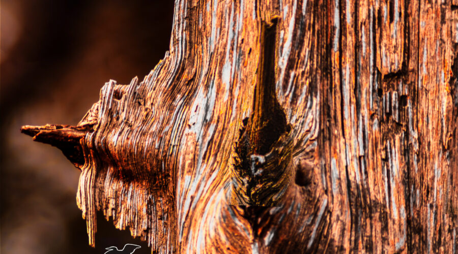 A old, long dead tree has its weathered texture enhanced by some artistic processing.