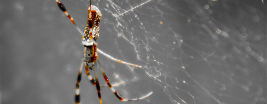 A banana spider, a type of orb weaver, hangs in its web awaiting prey.