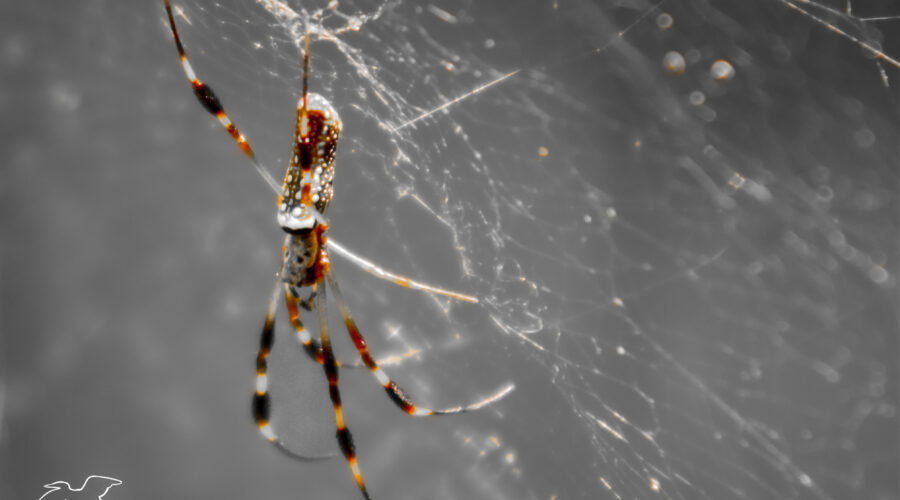 A banana spider, a type of orb weaver, hangs in its web awaiting prey.