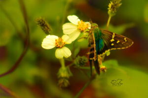 A bean leaf roller butterfly opens its wings to show its very colorful back.