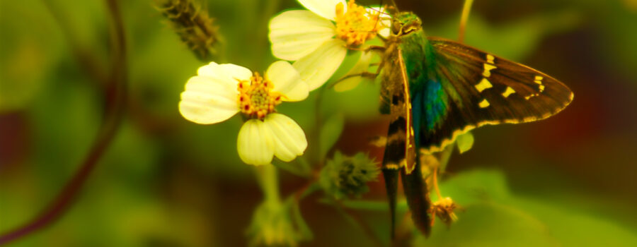 A bean leaf roller butterfly opens its wings to show its very colorful back.