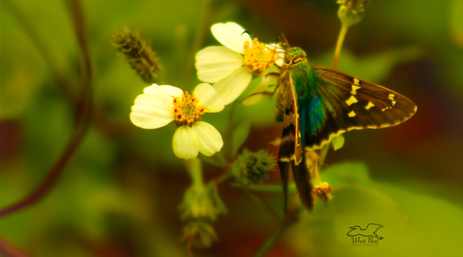 A bean leaf roller butterfly opens its wings to show its very colorful back.