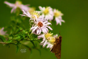 A climbing aster is visited by a fall skipper in search of nourishment.