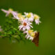 Colorful Climbing Asters Attract  All Types of Little Pollinators