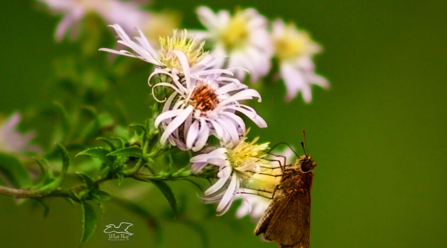 A climbing aster is visited by a fall skipper in search of nourishment.