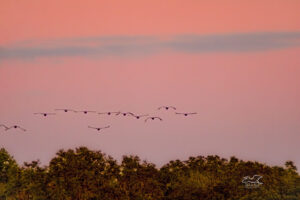 A group of sandhill cranes fly into the sunset on their way to roost for the night.