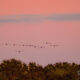 What is More Perfect than a Colorful Sunset with Birds?