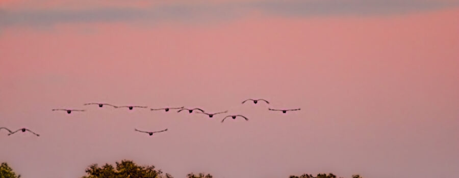 A group of sandhill cranes fly into the sunset on their way to roost for the night.