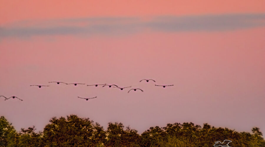 A group of sandhill cranes fly into the sunset on their way to roost for the night.