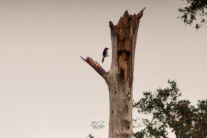 A redheaded woodpecker leaps from place to place in an old tree snag.