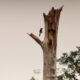 Woodpeckers Love to Show Off Their Acrobatic Skills