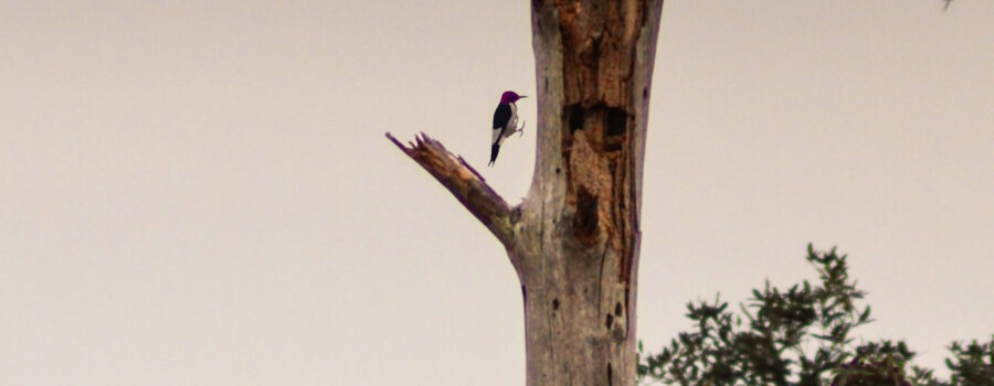 A redheaded woodpecker leaps from place to place in an old tree snag.