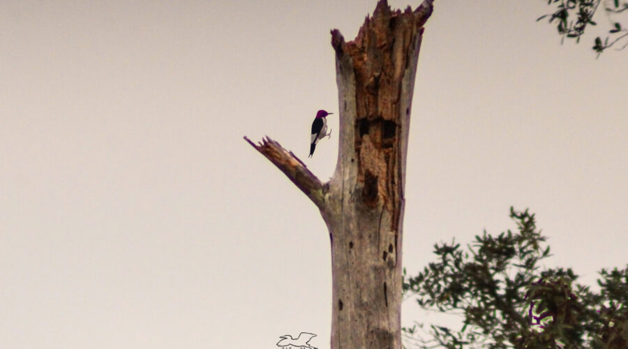 A redheaded woodpecker leaps from place to place in an old tree snag.