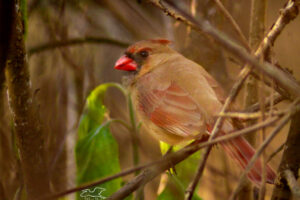 A young female cardinal hides in the underbrush after finishing up a meal.