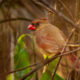 It’s a Little Easier to See the Beautiful Cardinals in Winter