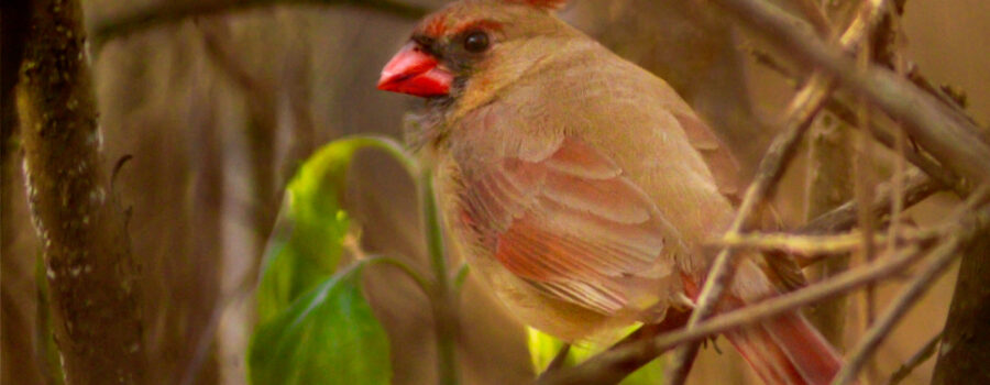 A young female cardinal hides in the underbrush after finishing up a meal.