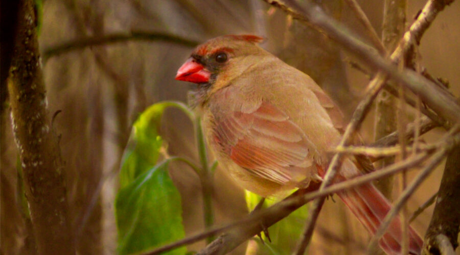 A young female cardinal hides in the underbrush after finishing up a meal.