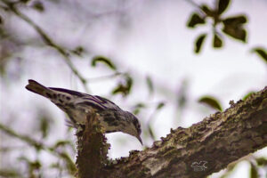 A black and white warbler hunts for insects and spiders under tree bark by climbing, jumping, and even sometimes hanging upside down.