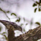 Black and White Warblers are Interesting Little Birds