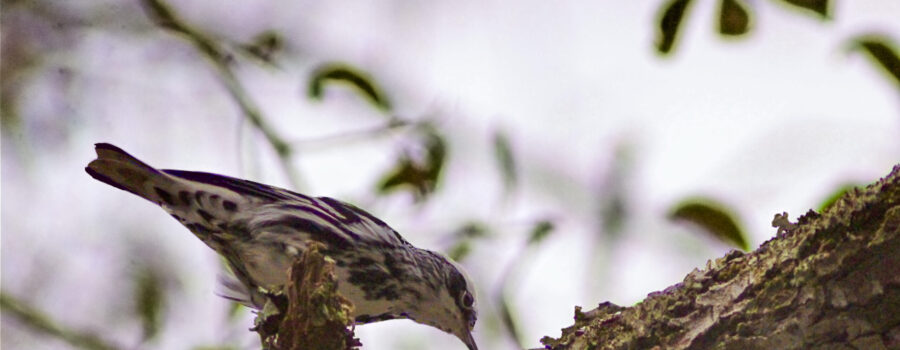 A black and white warbler hunts for insects and spiders under tree bark by climbing, jumping, and even sometimes hanging upside down.