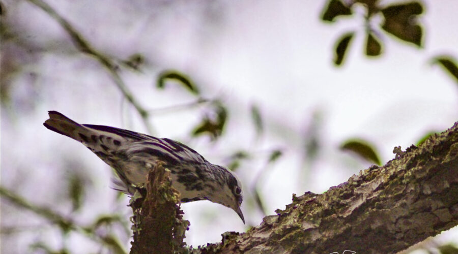 A black and white warbler hunts for insects and spiders under tree bark by climbing, jumping, and even sometimes hanging upside down.